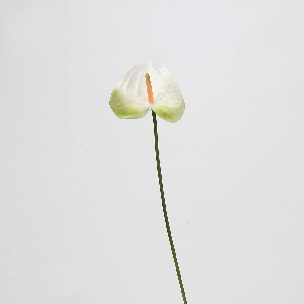 lòng cọ anthurium