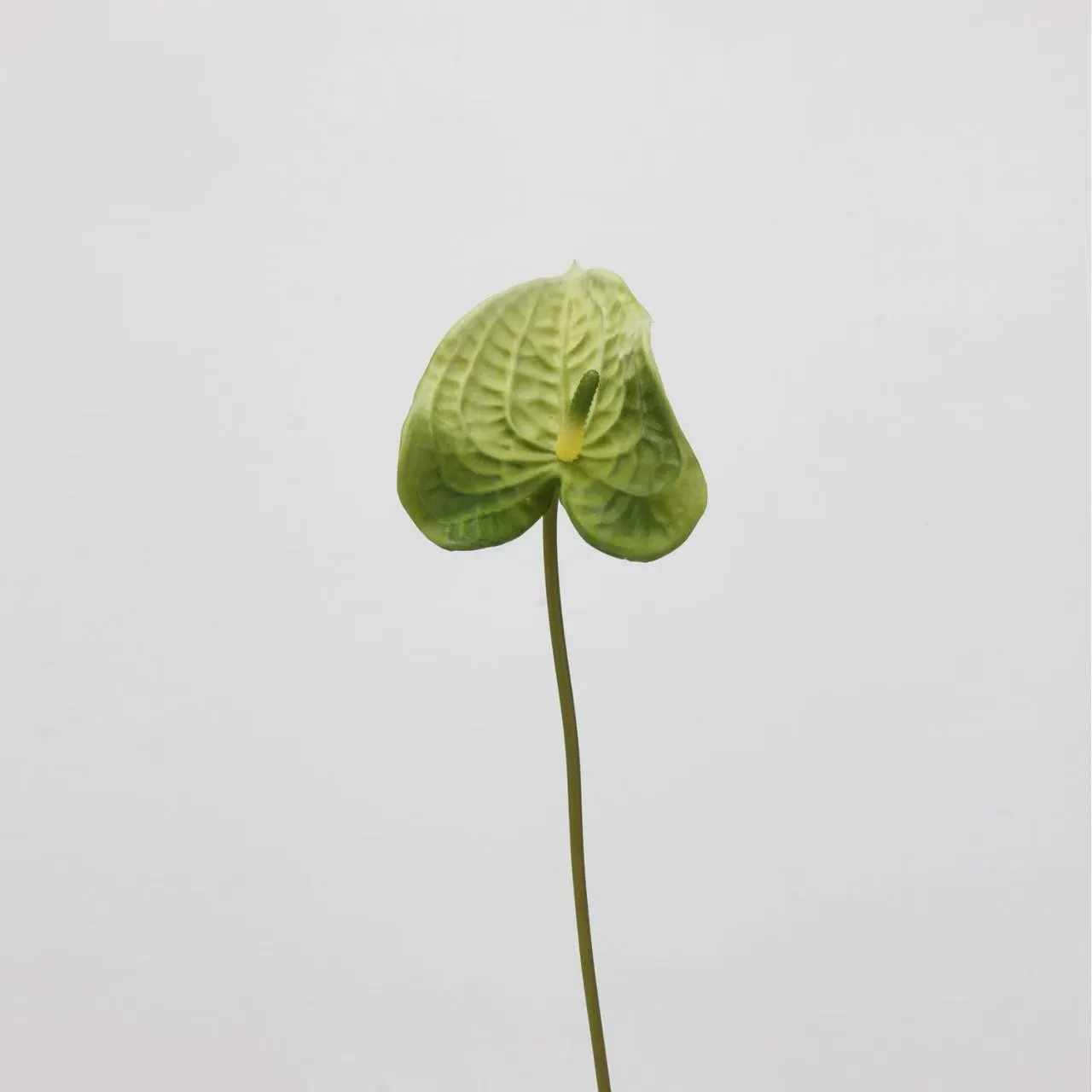 lòng cọ anthurium